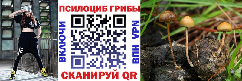 Купить где  Моздок  Псилоцибиновые грибы MAGIC MUSHROOMS 